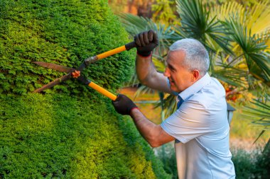 Olgun bahçıvan dalları budamak için makas kullanıyor. Bahçe dekorasyonu kavramı