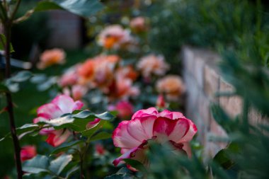 Bahçedeki güzel güller. Gün boyunca parkta pembe gülleri kapat. Seçici odak.