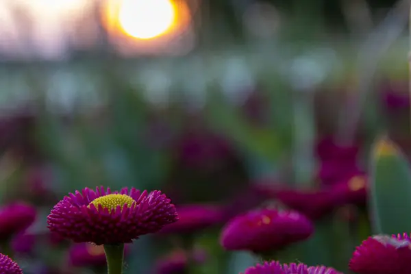 stock image A lot of daisy bellis flower.Daisy bellis flowers in summer garden at sunset.Selective focus