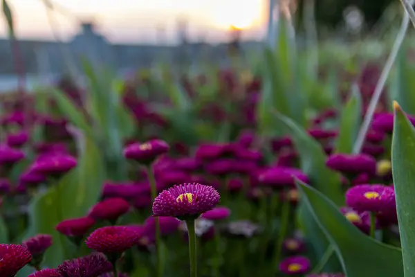 stock image A lot of daisy bellis flower.Daisy bellis flowers in summer garden at sunset.Selective focus