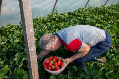 Olgun adam yeşil çalılıklardan olgun çilek topluyor. Yerden büyük serada çilek toplama kavramı.