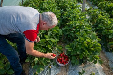 Olgun çiftçi yeşil çalılıklardan olgun çilekleri topluyor. Yerden büyük serada çilek toplama kavramı.