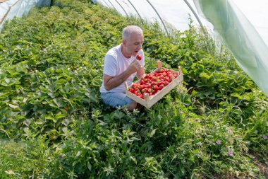 Yeşil çalılıklardan olgun çilek toplama ve tatma konusunda mutlu. Yerden büyük serada çilek toplama kavramı.