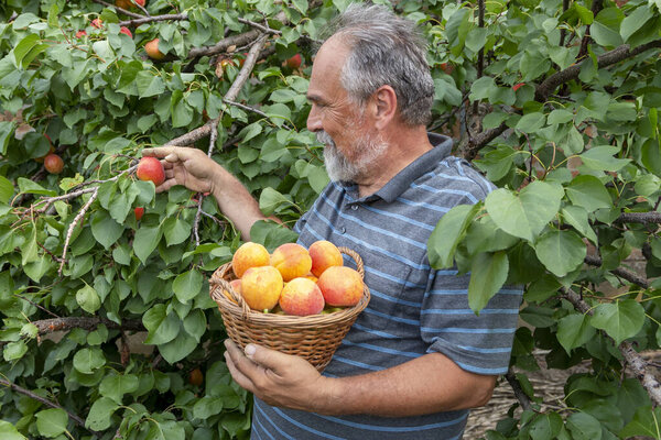 Farmer or agronomist examining and picking apricot fruit from tree in orchard