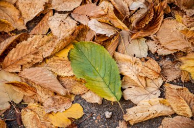 Sonbahar yaprakları dökülüyor, çiy damlaları sonbahar yapraklarına düşüyor..