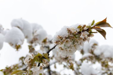 Baharın başlangıcı. Nisan ayında kar yağarken güzel çiçeklerle çiçek açan kiraz ağacı. Anomali hava ve iklim değişikliği kavramı