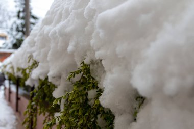 Baharın kar fırtınası altında ağaçların yeşil dalları