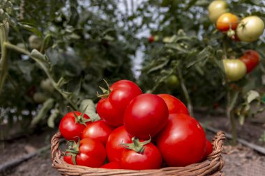 Seradaki sepetteki organik domatesler. Yakın plan.