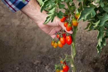 Yetişkin çiftçi bahçesinden organik kiraz domatesleri topluyor. İnsanlar sağlıklı gıda konsepti