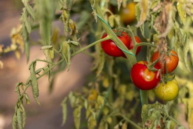 Tomato plant disease. Physiological disorder in tomato, caused by calcium deficiency. clipart