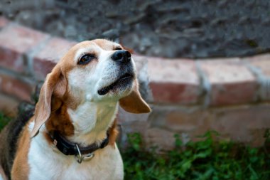 Güçlü safkan köpek. Gözlerinde yansıma var.