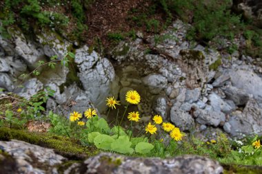 Kaya yarığında açan dirençli sarı çiçekler. Dik kayalık nehir kıyısı. Doğanın gücü, umudu, inadı