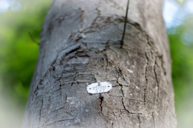 Ağaç kabuğundaki numaranın etiketi. Ağaç numaralandırma plakası ve gövdesinde numaralar var. Ormandaki ağaçların muhasebesi. Çevrenin ve ekosistemlerin korunması