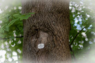 Ağaç kabuğundaki numaranın etiketi. Ağaç numaralandırma plakası ve gövdesinde numaralar var. Ormandaki ağaçların muhasebesi. Çevrenin ve ekosistemlerin korunması