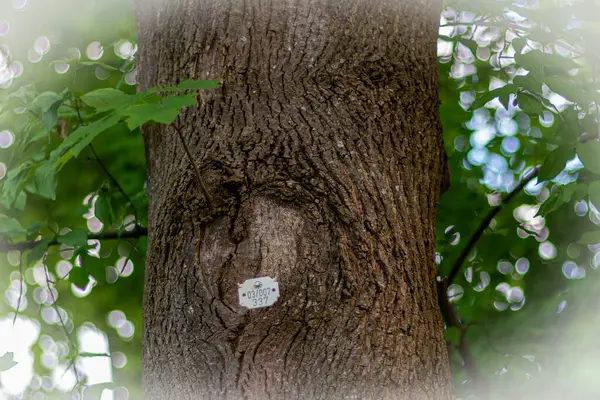 Ağaç kabuğundaki numaranın etiketi. Ağaç numaralandırma plakası ve gövdesinde numaralar var. Ormandaki ağaçların muhasebesi. Çevrenin ve ekosistemlerin korunması