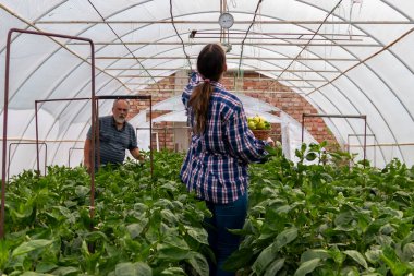 Serada sebze fidesiyle sıcaklığı ölçen genç bir çiftçi kadın.