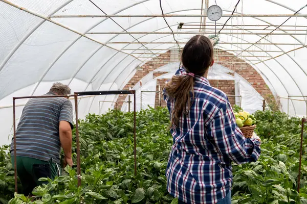 Serada sebze fidesiyle sıcaklığı ölçen genç bir çiftçi kadın.