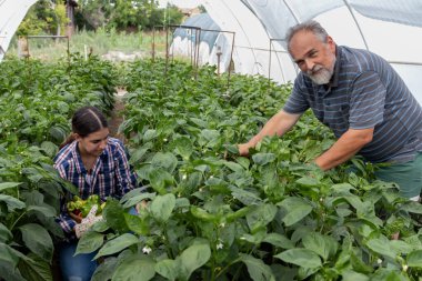 Serada çalışan iki çiftçi taze biber topluyor. Küçük bir iş. Sağlıklı organik gıda yetiştirme
