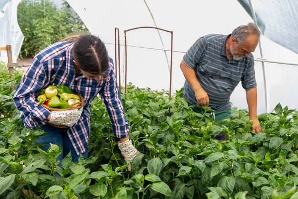 Serada çalışan iki çiftçi taze biber topluyor. Küçük bir iş. Sağlıklı organik gıda yetiştirme