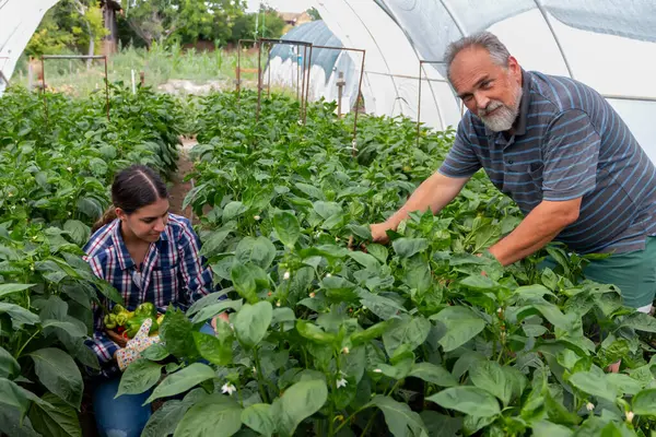 Serada çalışan iki çiftçi taze biber topluyor. Küçük bir iş. Sağlıklı organik gıda yetiştirme