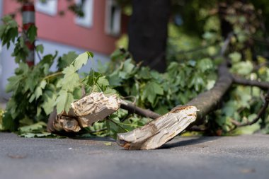 Kasırgadan sonra kırık bir ağaç bir arabanın yanında düştü. Kaza, kırık dalların arabanın yanına düşmesine neden oldu..