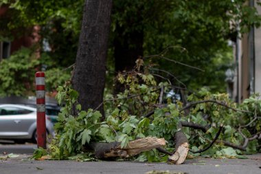Kasırgadan sonra kırık bir ağaç bir arabanın yanında düştü. Kaza, kırık dalların arabanın yanına düşmesine neden oldu..
