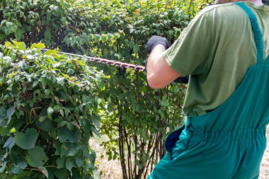 Profesyonel bahçıvan, çalı biçme makinesiyle çalıları buduyor. Bahçe işçisi çalı biçer, çim biçer. Park bakımı