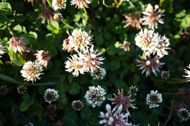 Beyaz yonca hayvan yemi olarak kullanılır.