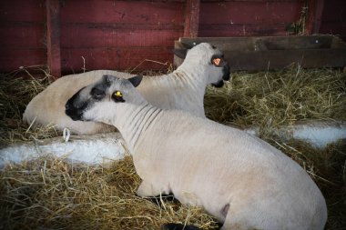 Bir ahırda dinlenen kuzular