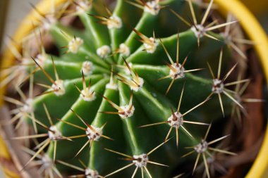 Kaktüs fabrikayı kapatma