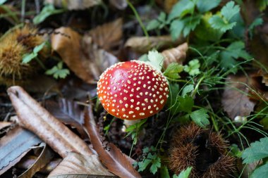 Amanda Mantar, Amanda Muscaria Ormanda