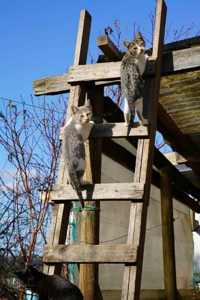 Kedi çatıda oturuyor.