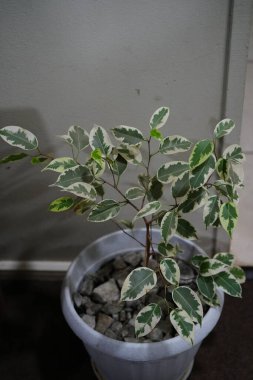 Bahçede yeşil yapraklar