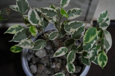 Saksıda yeşil bitki