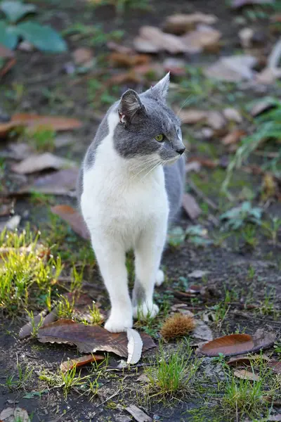 Yeşil çimenlerin üzerinde yürüyüş kedi