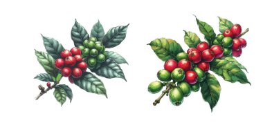 Kahve ve fasulye imajı, illüstrasyon tarzında vektör illüstrasyonudur. Suluboya ve çizgiler.