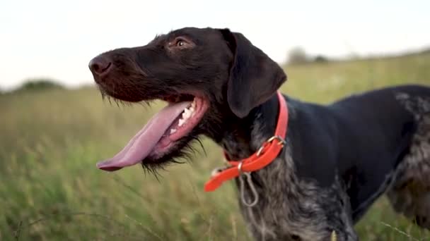 Κυνήγι Σκύλου Γερμανικό Wireheired Δείκτη Στη Φύση Πεδίο Γρασίδι Kurzhaar — Αρχείο Βίντεο