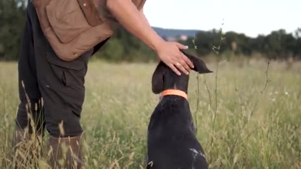 ハンティング犬 ドイツのワイヤードレーシングポインタ 草原の自然 カーザール品種 — ストック動画