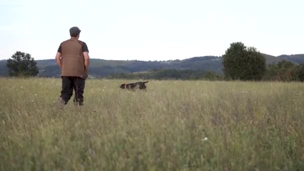 Jagdhund Deutscher Drahthaar Zeiger Der Grasfeldnatur Rasse Kurzhaar — Stockvideo