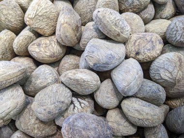 Kluwek tipik bir Doğu Cava yemeği yapmanın ana bileşeni, yani rawon, kabuğunu kırıp içindekileri çıkararak..