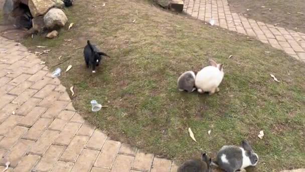 ウサギの庭で草を食べているウサギの映像 緑の草で遊ぶ愛らしいかわいい小さなウサギ — ストック動画