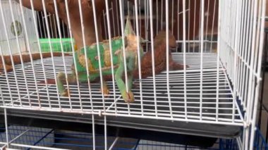 Demir bir kafeste güzel bir yeşil peçeli bukalemunun (Chamaeleo calyptratus) görüntüleri