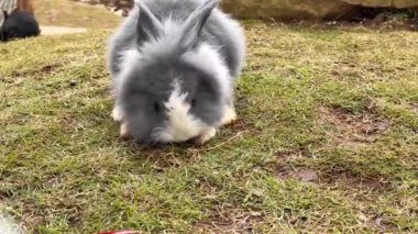 Tavşan bahçesinde ot yiyen tavşanların görüntüleri. Yeşil çimlerde oynayan sevimli küçük tavşanlar..