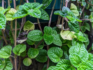 Yeşil nane yaprakları çok taze ve eşsiz bir aroması var.