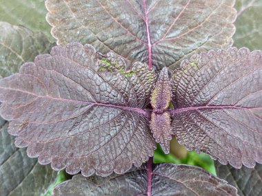 Coleus Scutellarioides adında güzel bir süs bitkisi, Lamiaceae ailesinde çiçek açan bir tür süs bitkisi.