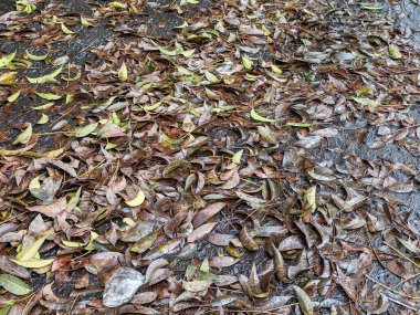Sonbahar yaprakları yağmurdan sırılsıklam olmuş yol kenarında.