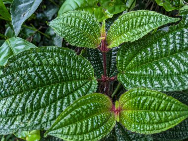 Taze yeşil yapraklı Clidemia Hiro bitkisi. Bu bitki dünyanın birçok tropikal bölgesinde istilacı bir türdür.