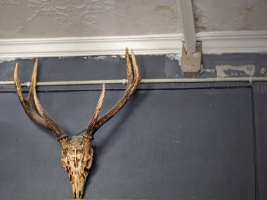 Bir geyiğin kafatası duvara yapışmış.
