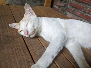 Beyaz kürklü bir kedi ahşap bir sandalyede derin bir uykuya daldı. Çok komik.