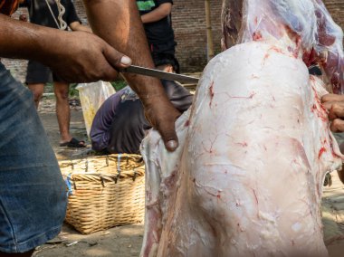 Kurban bayramı kutlaması. Müslümanlar, Kurban Bayramı boyunca topluma dağıtılacak helal kesilmiş eti hazırlamak için birbirlerine yardım ederler. Kurban Bayramı ya da Kurban Bayramı.